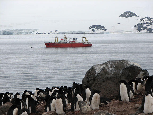 Yuzhmo with penguins